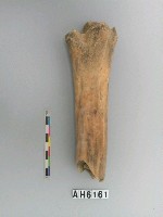 藏品(獸骨)的圖片